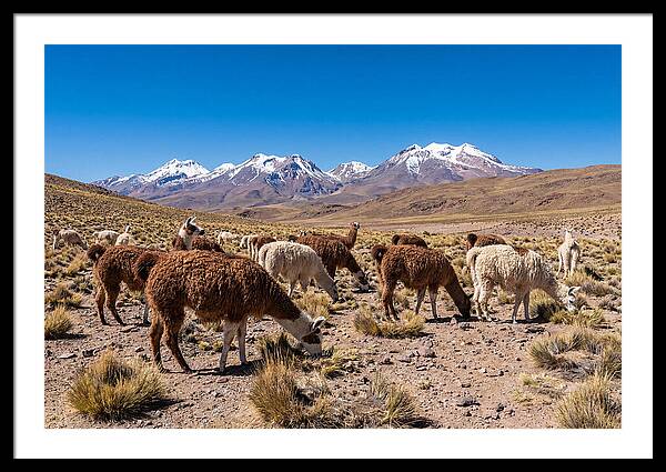 Llama Herd In The Andes