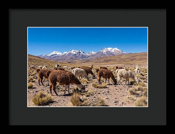 Llama Herd In The Andes