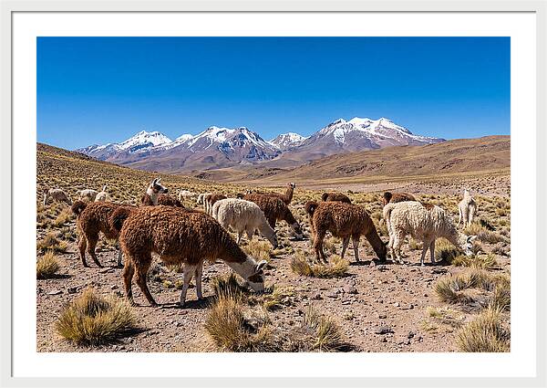 Llama Herd In The Andes