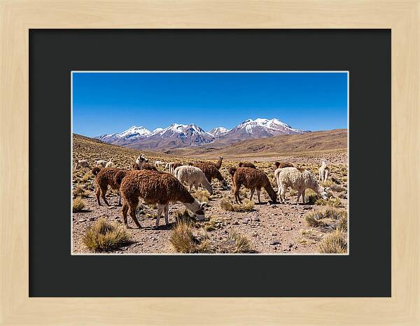 Llama Herd In The Andes