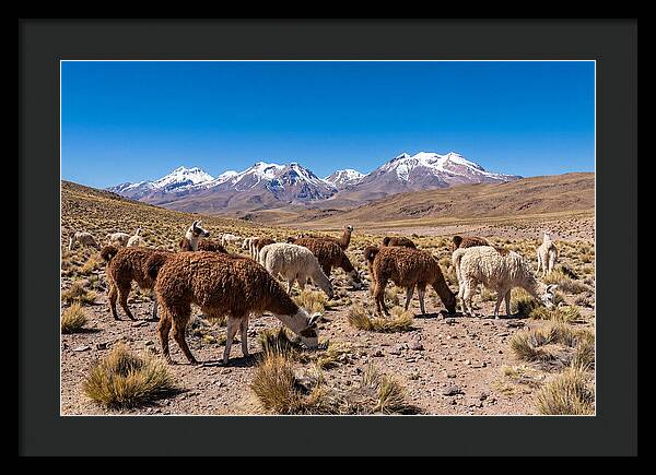 Llama Herd In The Andes