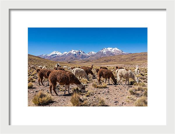 Llama Herd In The Andes