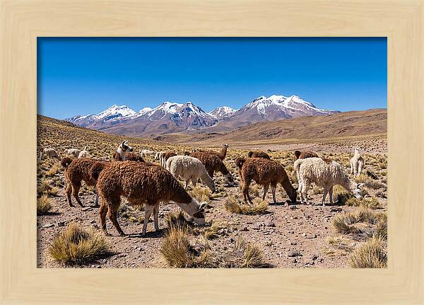 Llama Herd In The Andes