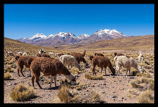 Llama Herd In The Andes