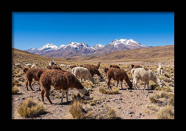 Llama Herd In The Andes