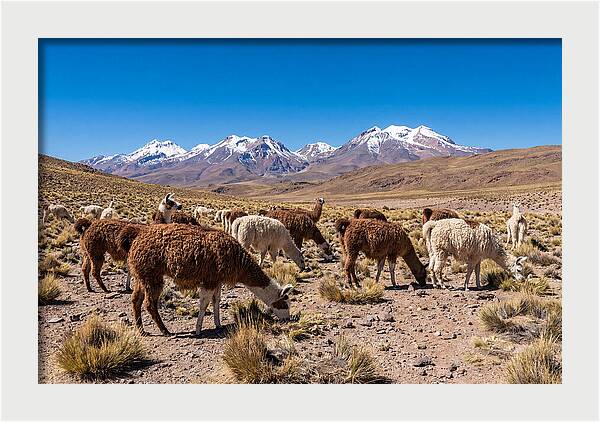 Llama Herd In The Andes