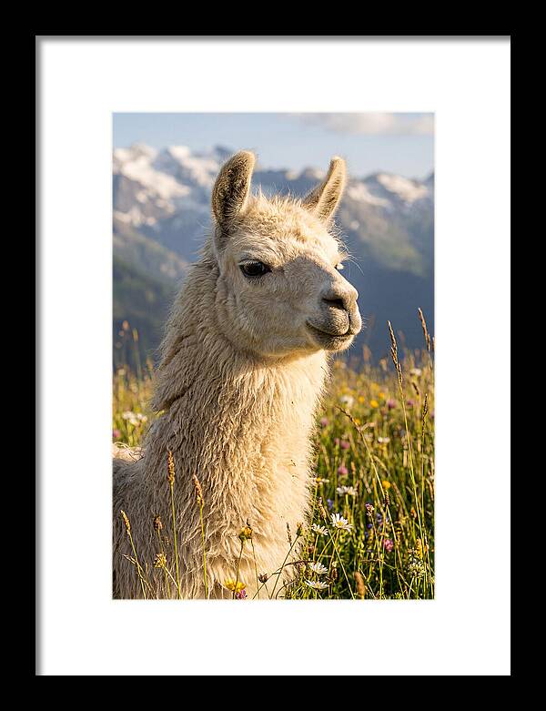 Llama In Blooming Meadow