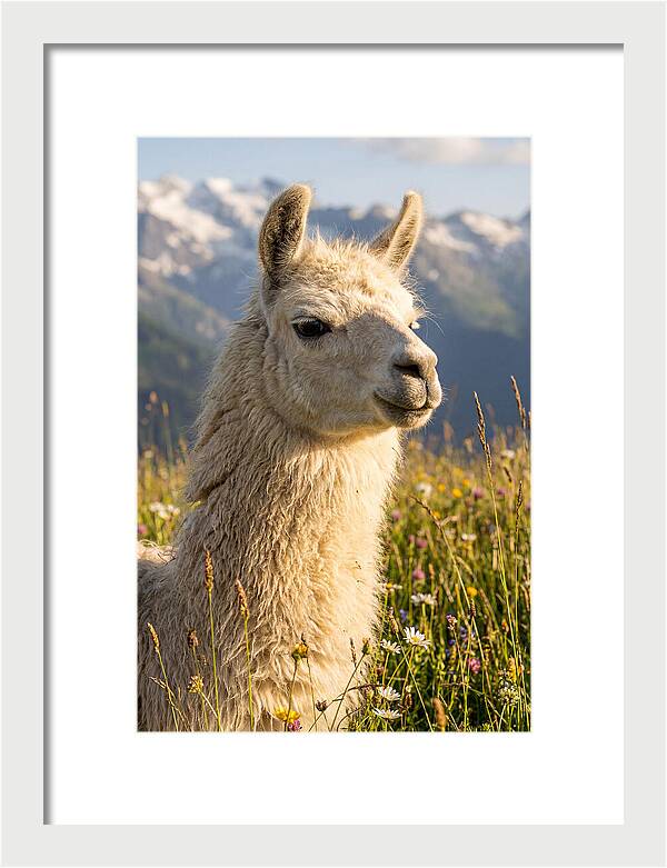 Llama In Blooming Meadow