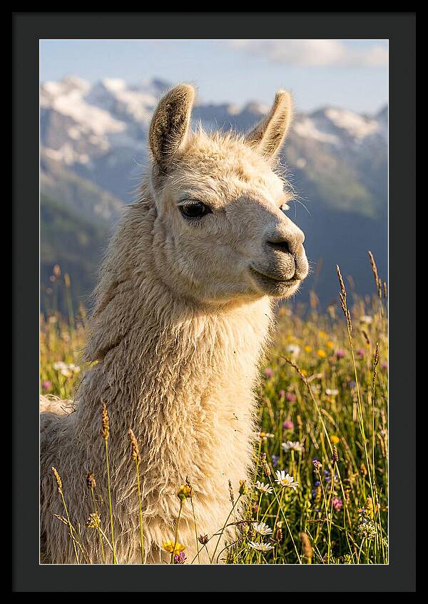 Llama In Blooming Meadow