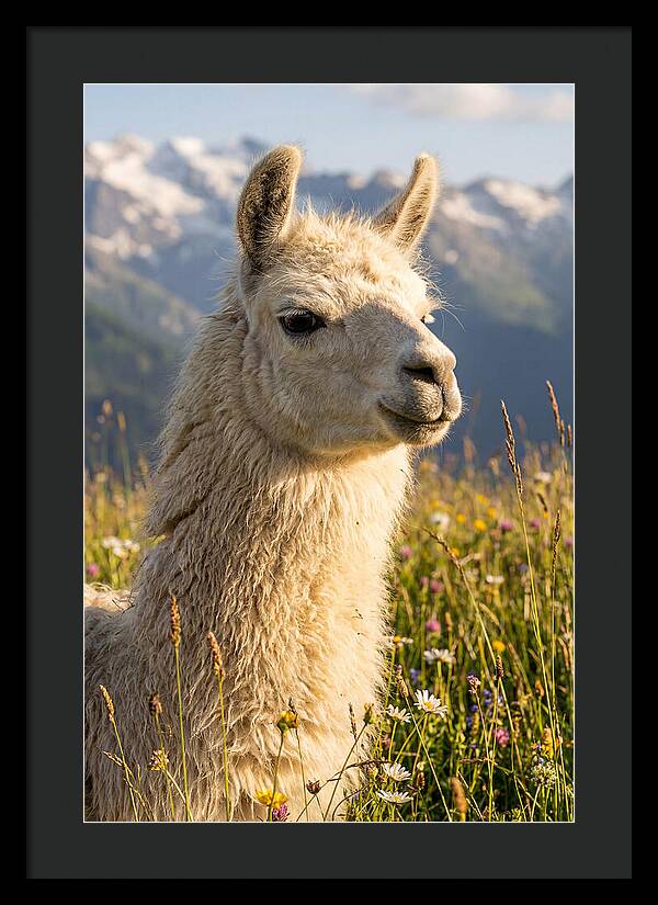 Llama In Blooming Meadow