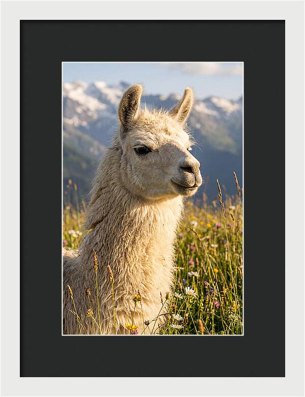 Llama In Blooming Meadow