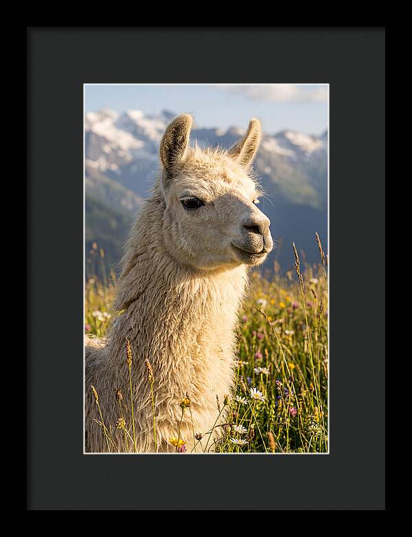 Llama In Blooming Meadow