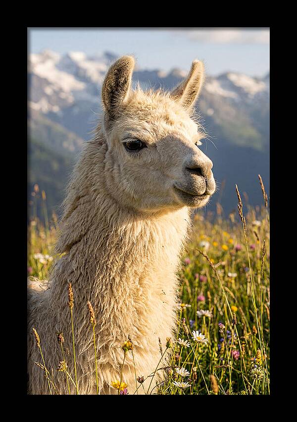 Llama In Blooming Meadow