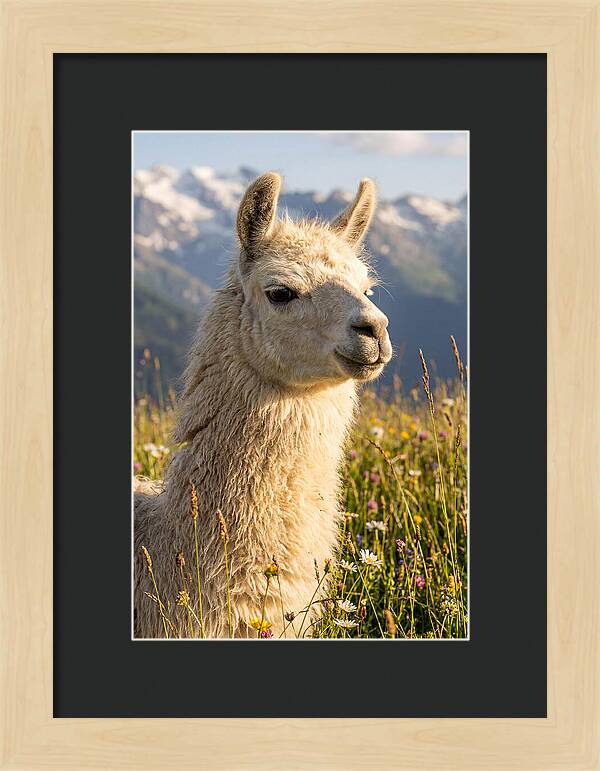 Llama In Blooming Meadow