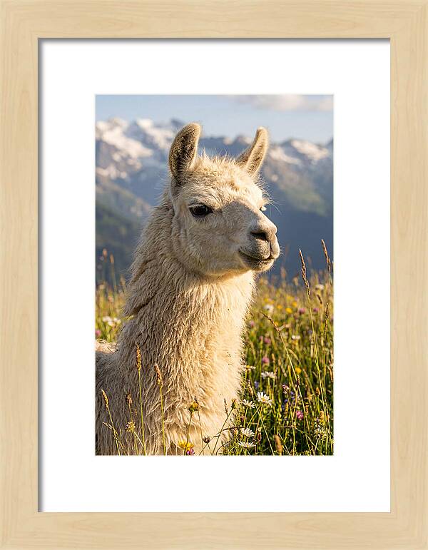 Llama In Blooming Meadow