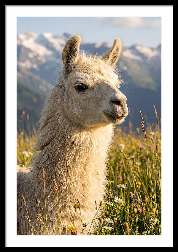 Llama In Blooming Meadow