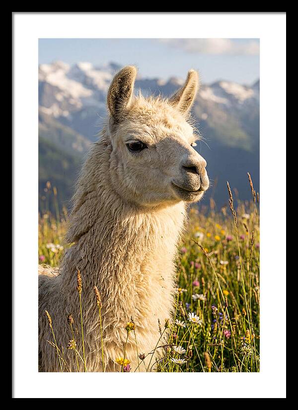Llama In Blooming Meadow
