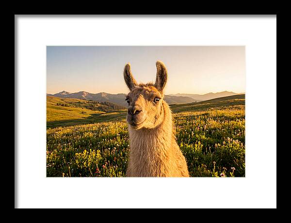 Llama Portrait In The Mountains