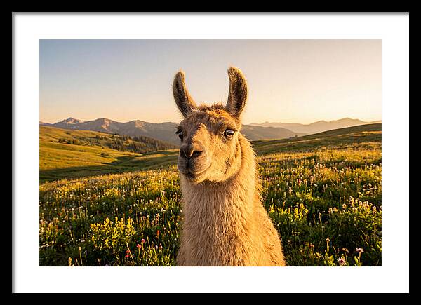 Llama Portrait In The Mountains