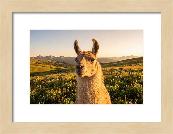 Llama Portrait In The Mountains