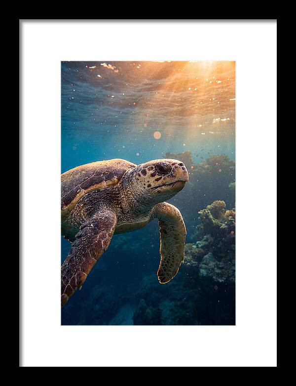 Loggerhead Sea Turtle Gliding