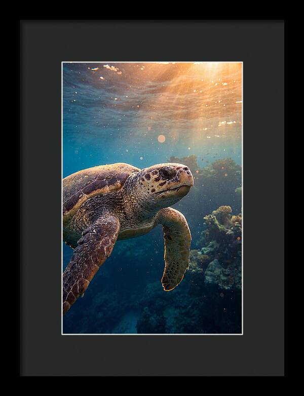 Loggerhead Sea Turtle Gliding