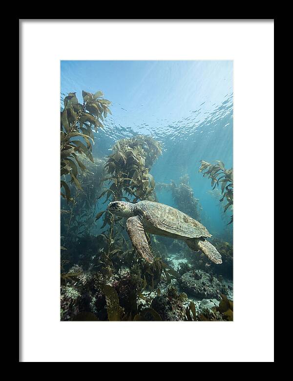 Loggerhead Sea Turtle In Kelp