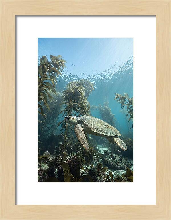 Loggerhead Sea Turtle In Kelp