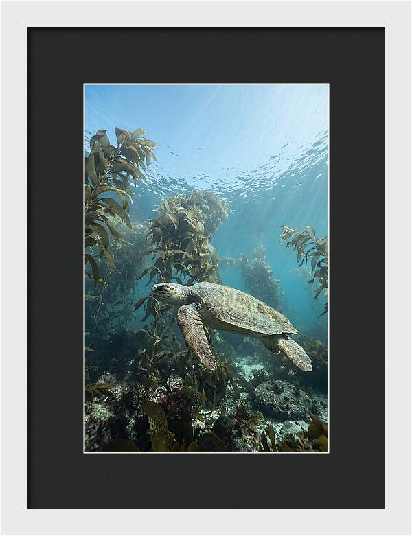 Loggerhead Sea Turtle In Kelp