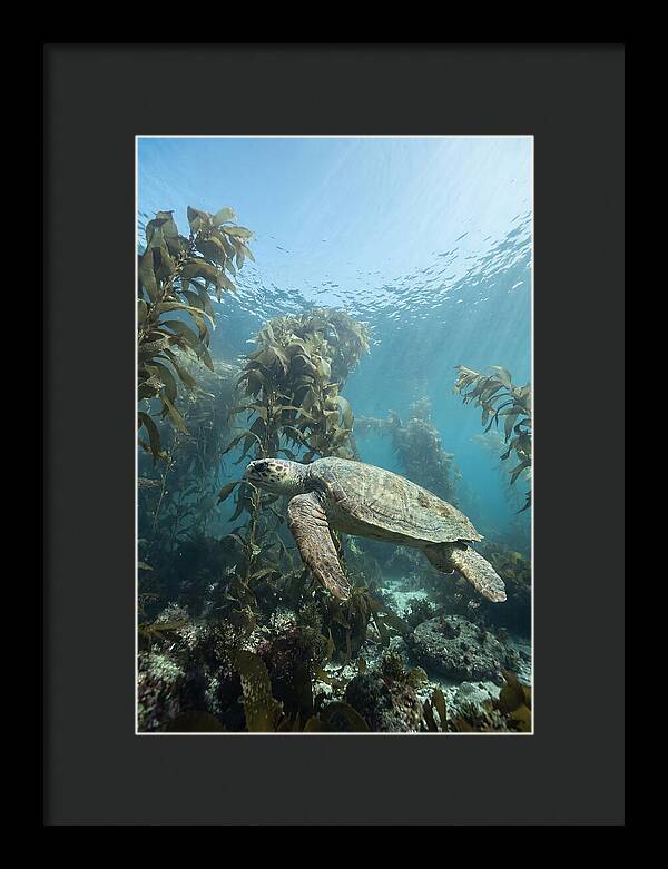 Loggerhead Sea Turtle In Kelp