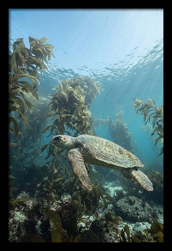 Loggerhead Sea Turtle In Kelp