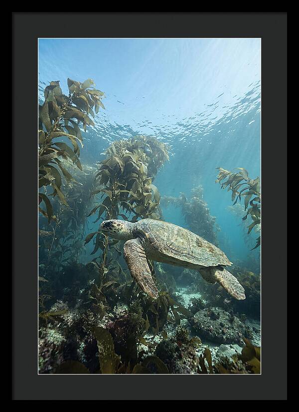 Loggerhead Sea Turtle In Kelp