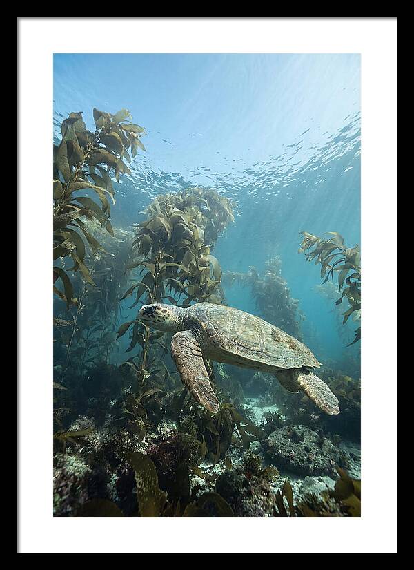 Loggerhead Sea Turtle In Kelp