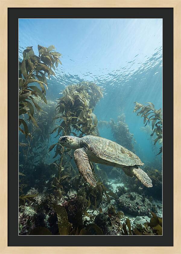 Loggerhead Sea Turtle In Kelp