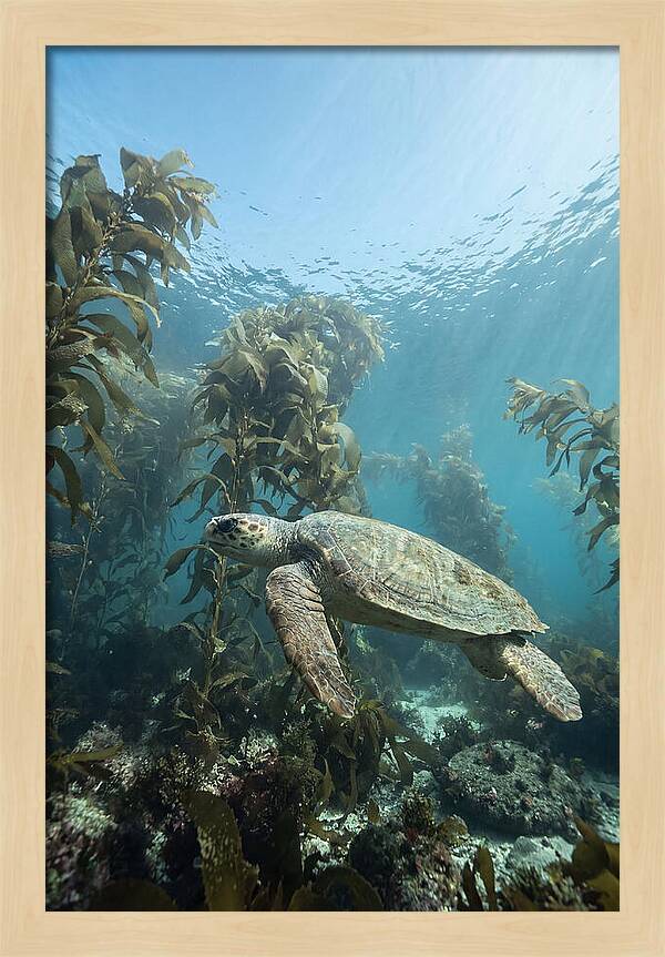 Loggerhead Sea Turtle In Kelp