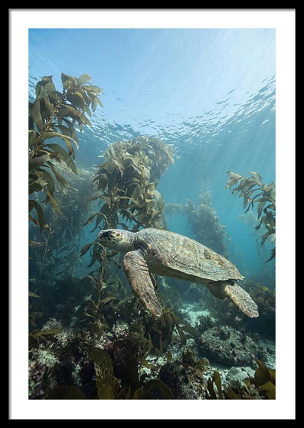 Loggerhead Sea Turtle In Kelp