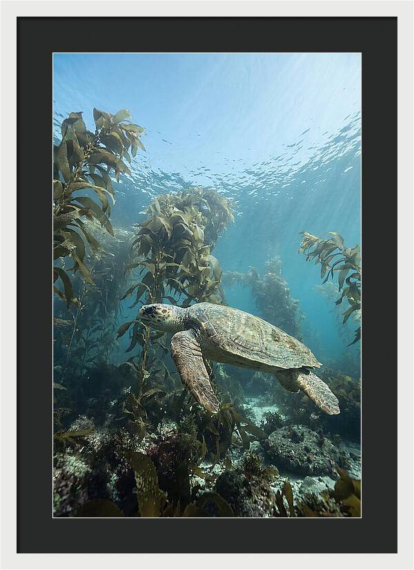 Loggerhead Sea Turtle In Kelp