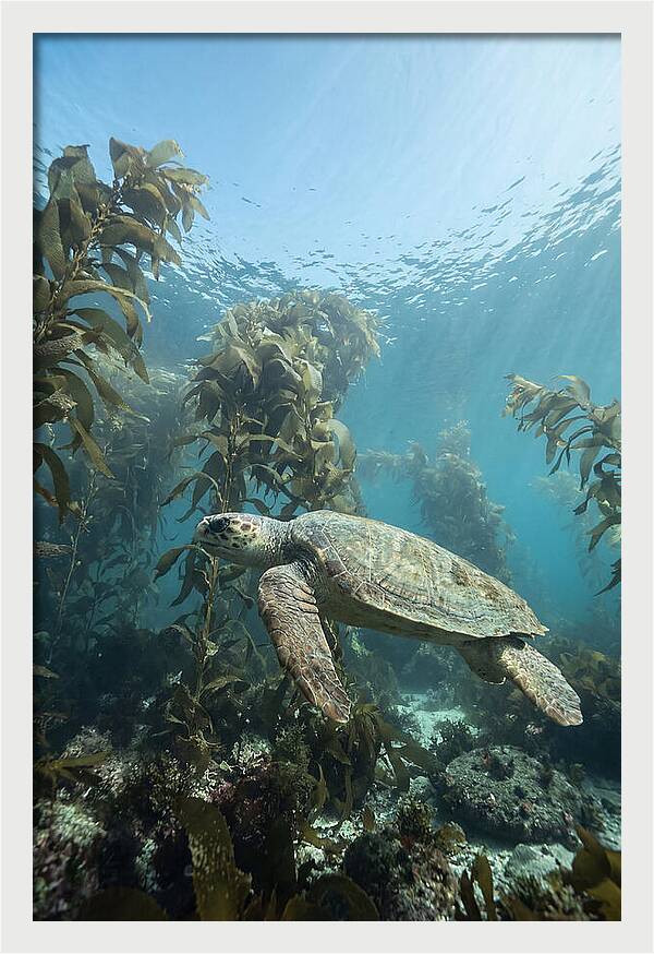 Loggerhead Sea Turtle In Kelp