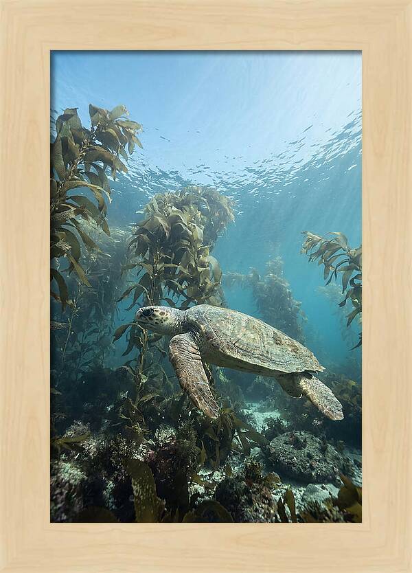 Loggerhead Sea Turtle In Kelp