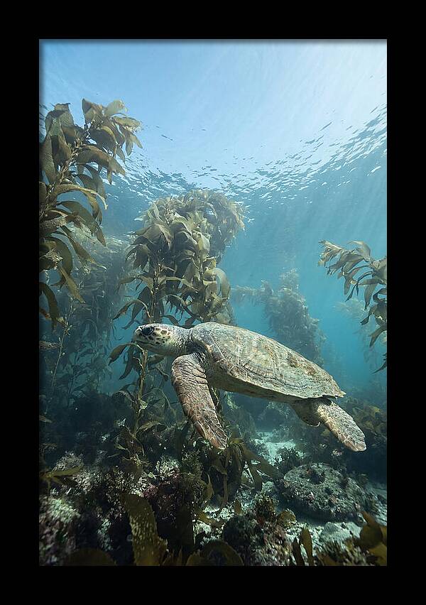 Loggerhead Sea Turtle In Kelp