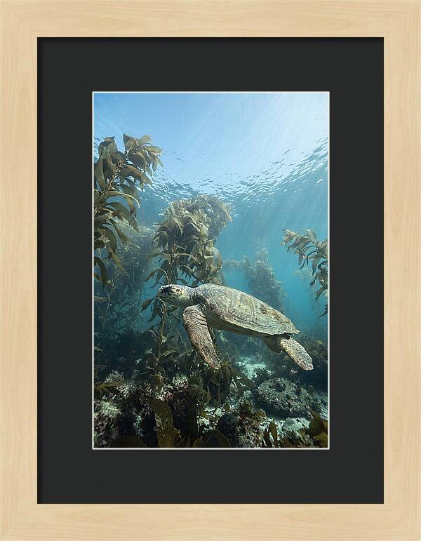 Loggerhead Sea Turtle In Kelp