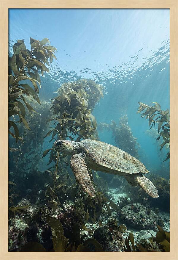 Loggerhead Sea Turtle In Kelp
