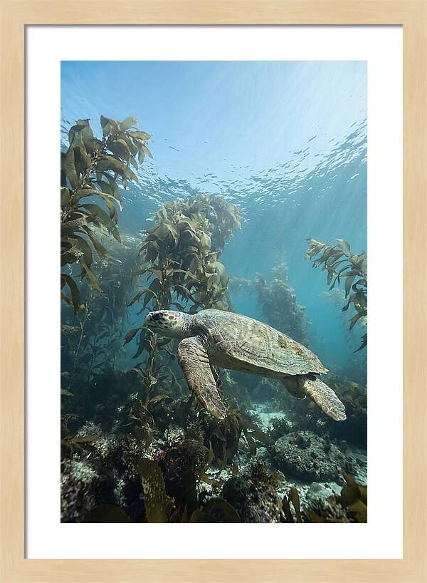 Loggerhead Sea Turtle In Kelp