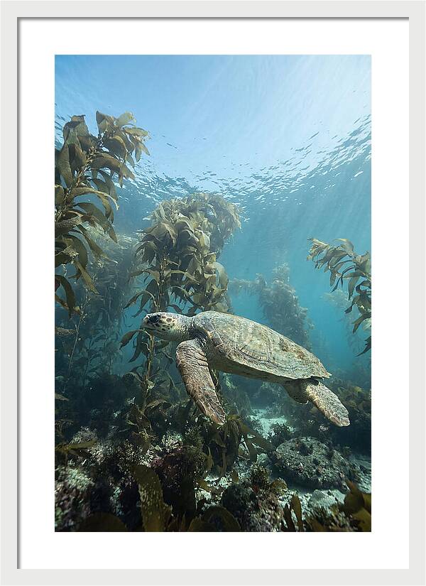 Loggerhead Sea Turtle In Kelp