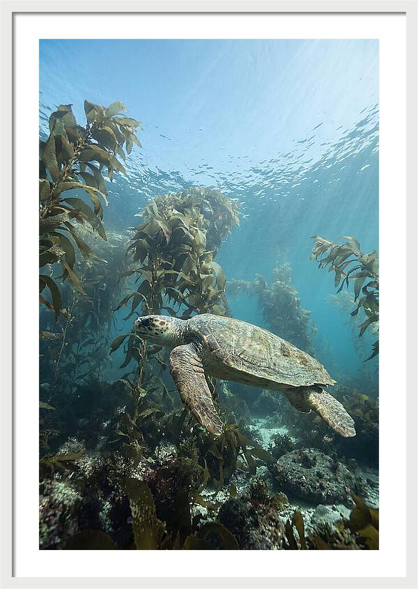 Loggerhead Sea Turtle In Kelp