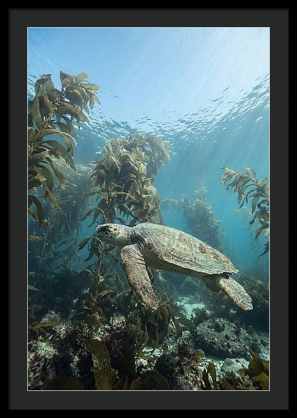 Loggerhead Sea Turtle In Kelp