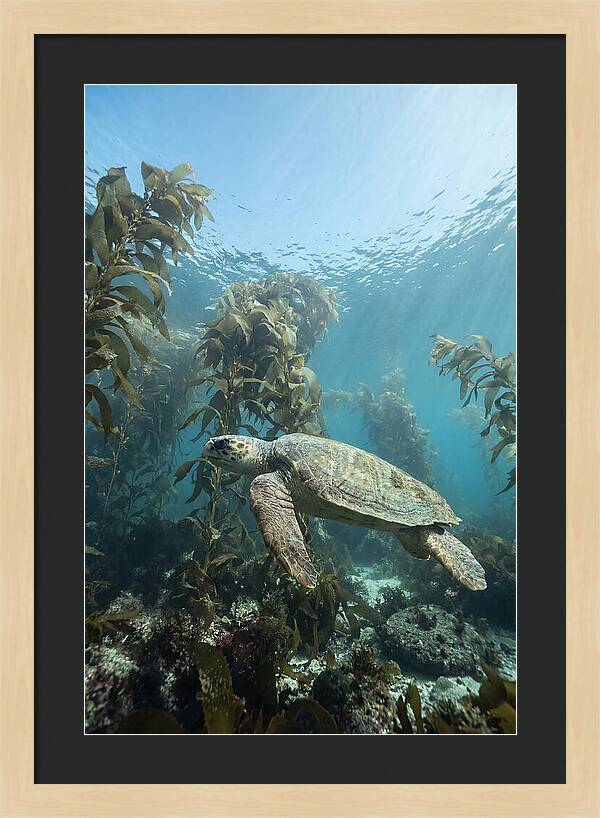 Loggerhead Sea Turtle In Kelp