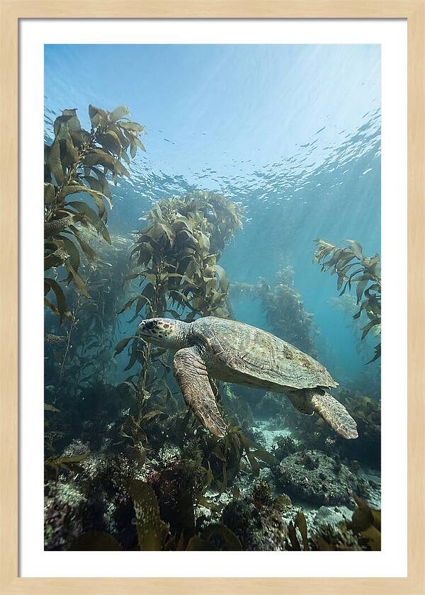 Loggerhead Sea Turtle In Kelp