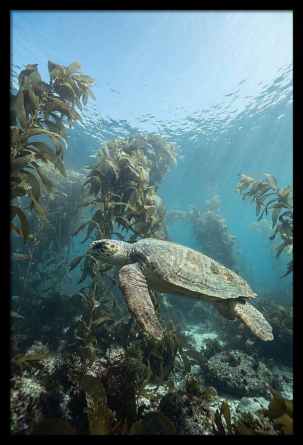 Loggerhead Sea Turtle In Kelp