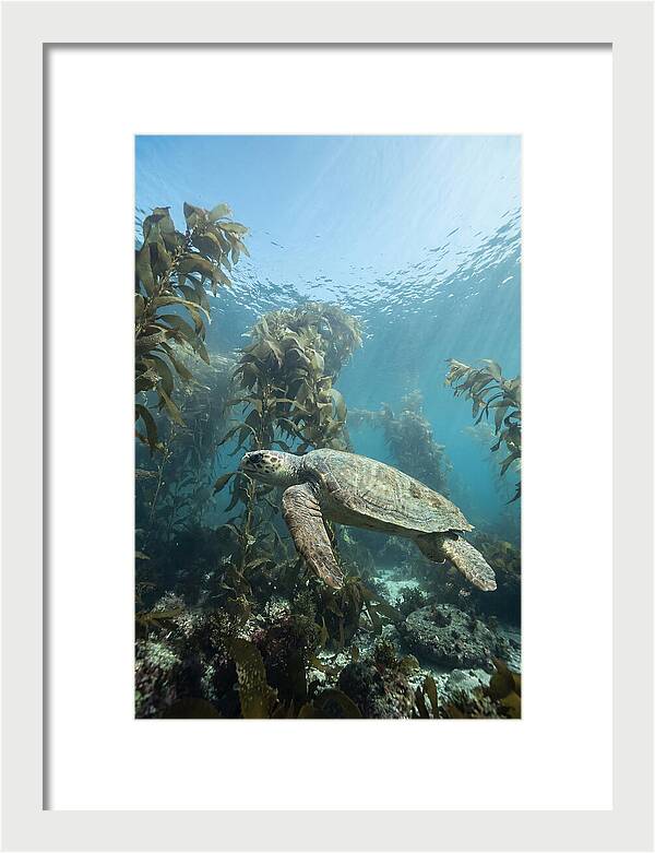 Loggerhead Sea Turtle In Kelp